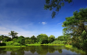nature, park, trees