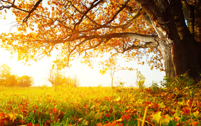 grass, autumn, trees