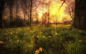 nature, sunset, light, trees, flowers