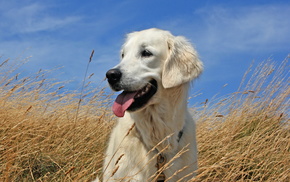 dog, animals, sky, field