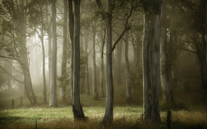 nature, summer, trees, mist