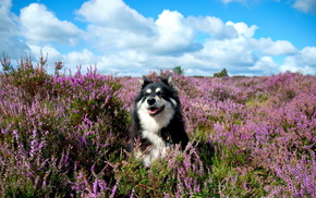 summer, flowers, dog, animals