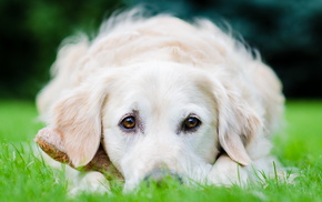 dog, animals, field, background