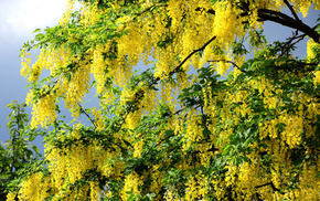 yellow flowers, spring, twigs, tree, petals
