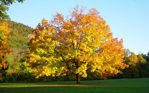 autumn, tree