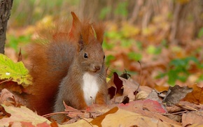 autumn, leaves, squirrel, animals