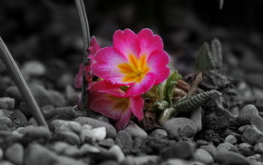 stones, flowers