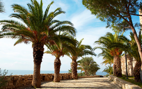 palm trees, nature