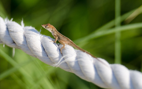 grass, animals