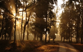 road, morning, nature, Sun, forest