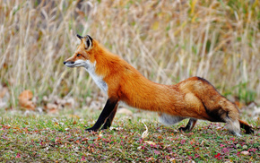 animals, glade, fox, autumn
