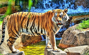 stones, waterfall, animals, tiger