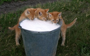 animals