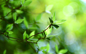 macro, greenery
