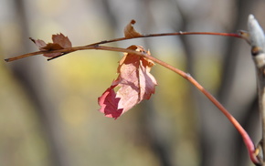 autumn, macro, Sun, leaf, branch