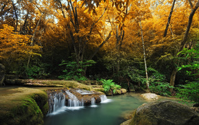 trees, forest, autumn, river