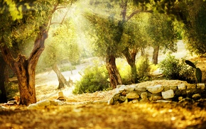 trees, nature, park