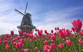 field, tulips, flowers