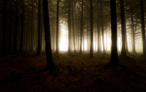 forest, light, trees, nature, mist