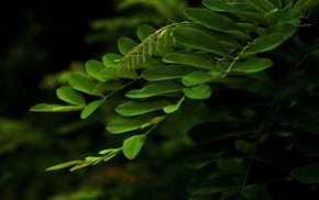 greenery, macro, branch, leaves
