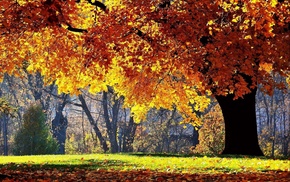 grass, autumn, tree, nature