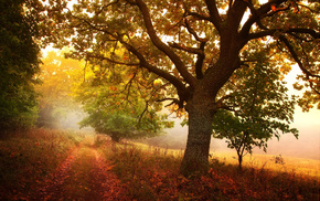 nature, autumn, road, tree