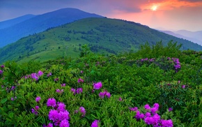 mountain, grass, trees, flowers, nature