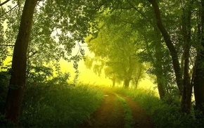 forest, morning, mist, nature, summer