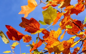 tree, autumn, leaves, twigs, sky