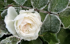 frost, winter, rose, leaves, petals