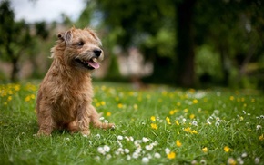 summer, dog, animals