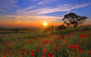 Sun, sky, nature, tree