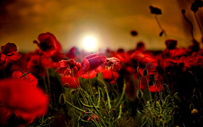 poppies, field, sunset, dawn, flowers