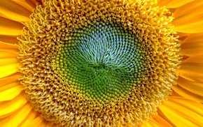 macro, flowers