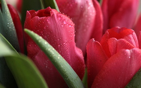 flowers, water, macro
