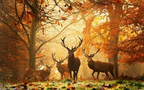 deer, forest, animals
