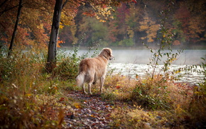 animals, autumn, dog