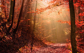 light, nature, autumn, forest