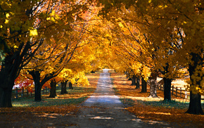 trees, autumn