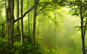 forest, nature, greenery