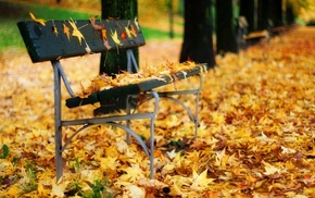 autumn, bench