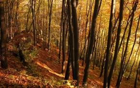 trees, autumn