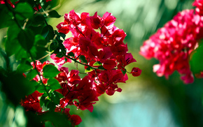 flowers, stunner