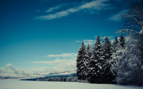 forest, clouds, winter, snow