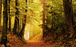 autumn, foliage, forest, nature