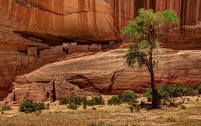 tree, canyon, rocks, nature, USA
