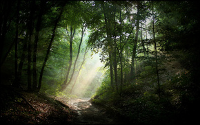 nature, forest, light, road