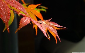 leaves, autumn