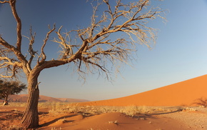 sand, nature, tree