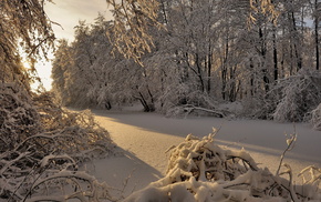 trees, winter, forest, snow